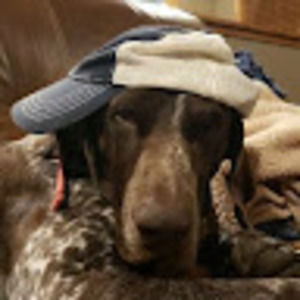 Meet your Posher, Joey